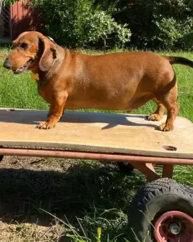Berry the dachshund